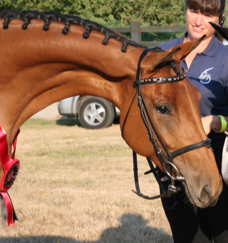 Trakehner inspection picture of Joriah, head