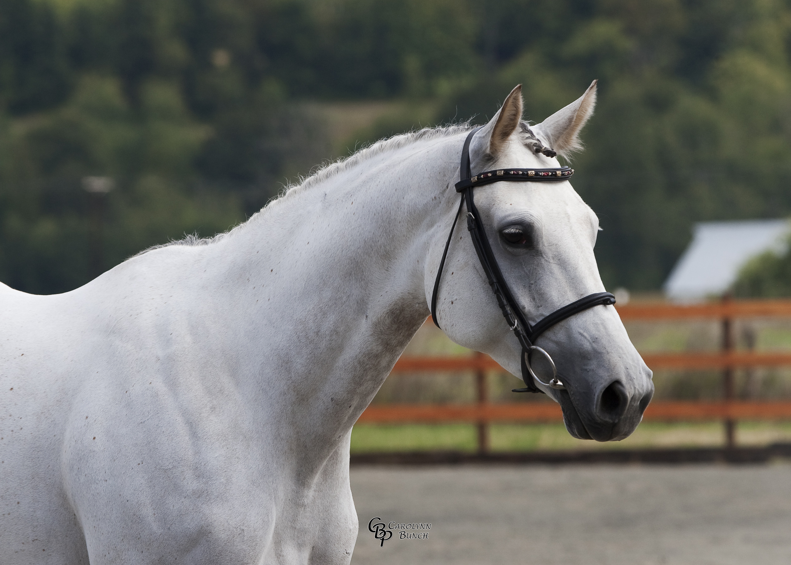 Trakehner inspection picture of Jädorin, head