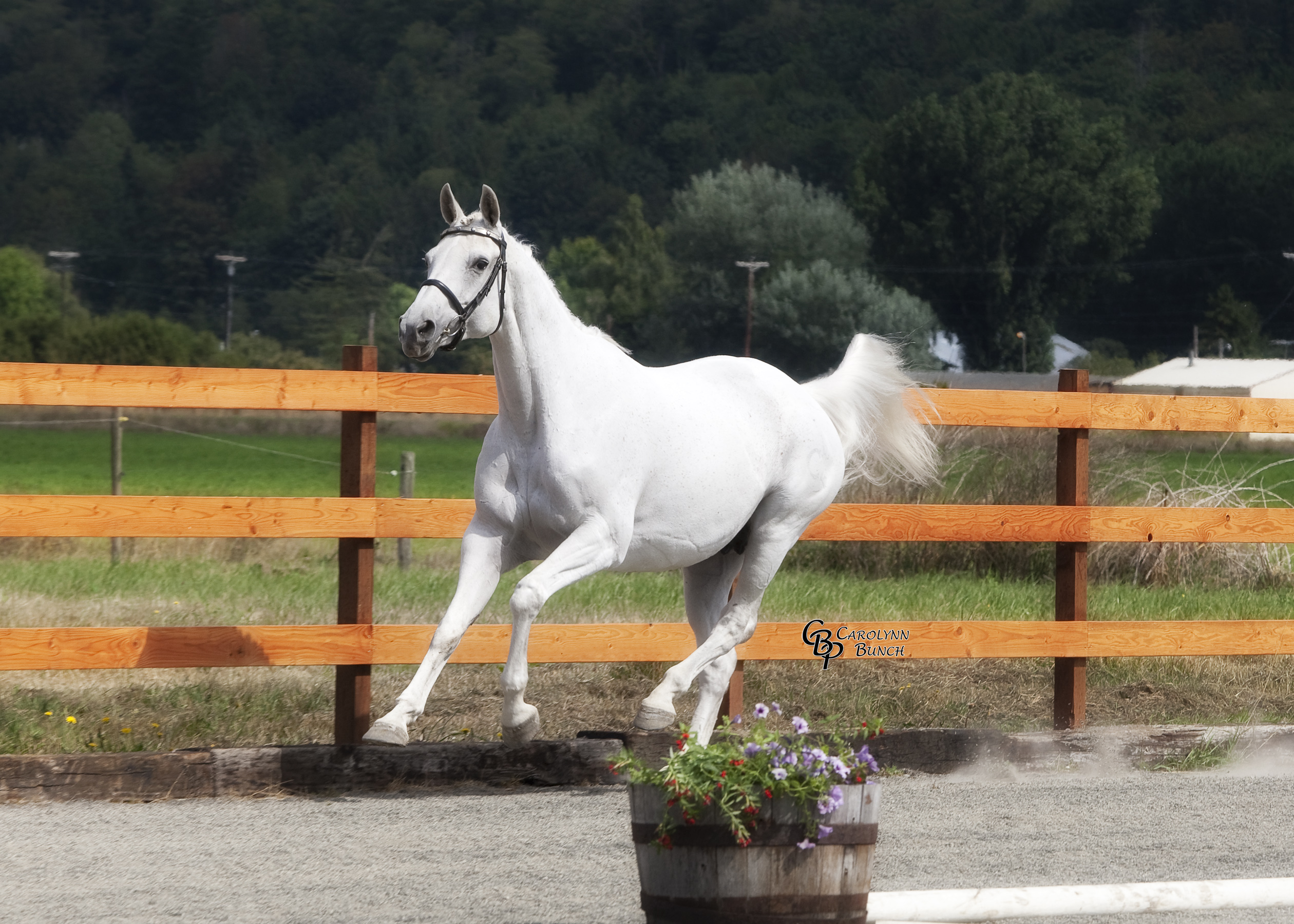 Trakehner inspection pic of Jägerin at the canter