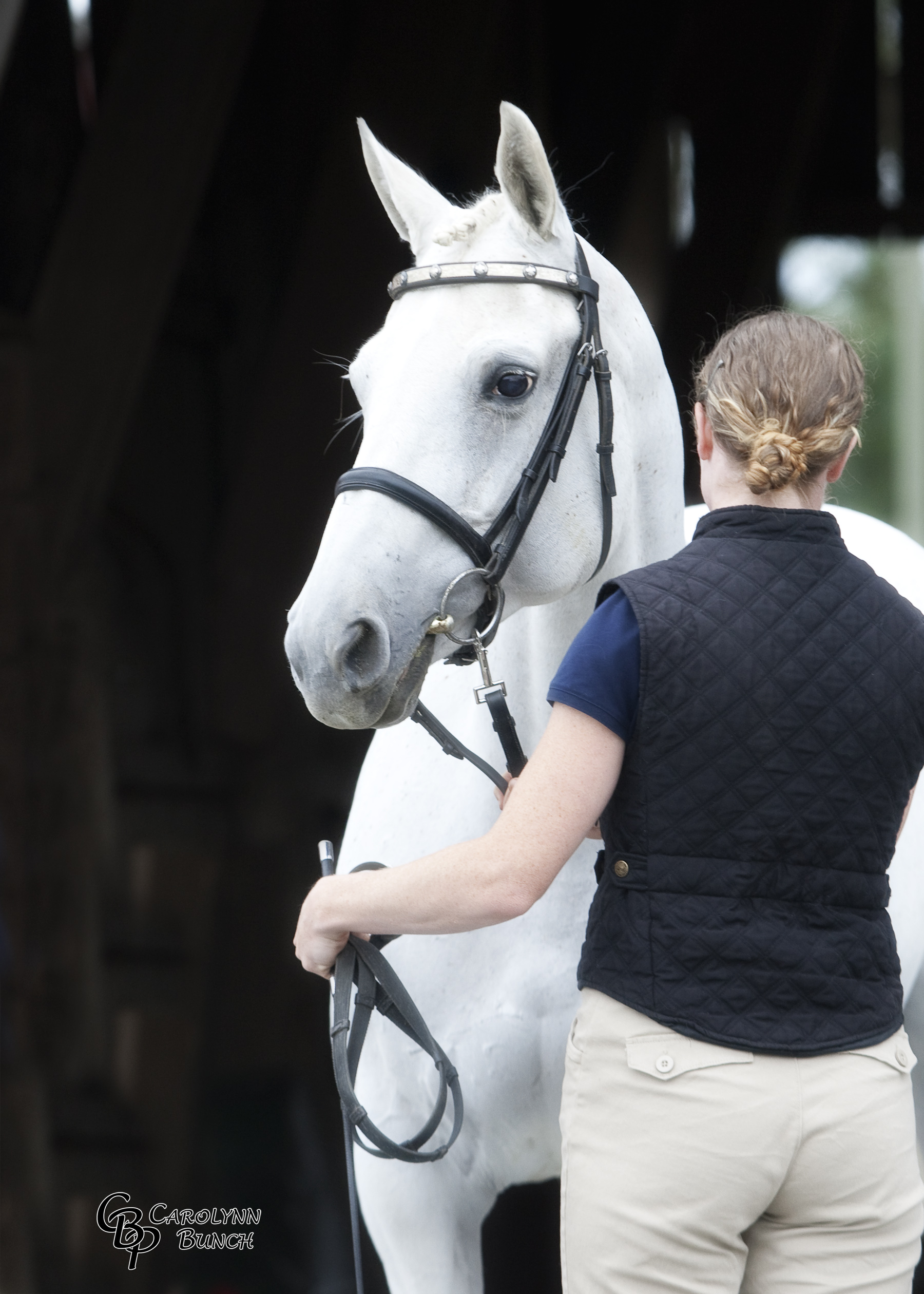 Trakehner inspection picture of Jägerin's head